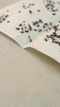 Close Up Sticky Glue Trap Catching Flies and Pests for Home Pest Control , Vertical video.