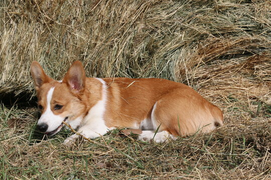 corgi puppy neer hay