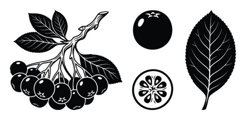 Aronia berries on a branch with leaves and a single berry with cross-section © GoDesigner