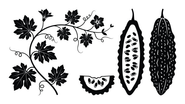 Bitter melon vine set with whole fruit cross section slice and leaves black silhouette vector art