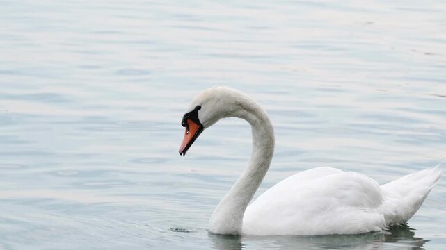 Wild Swans