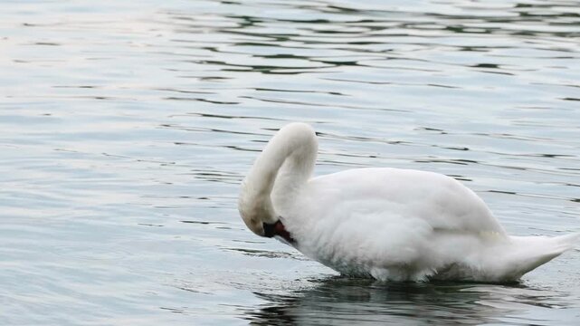 Wild Swans