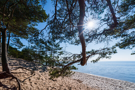 Sandy beach with pine trees and Baltic Sea on a sunny day