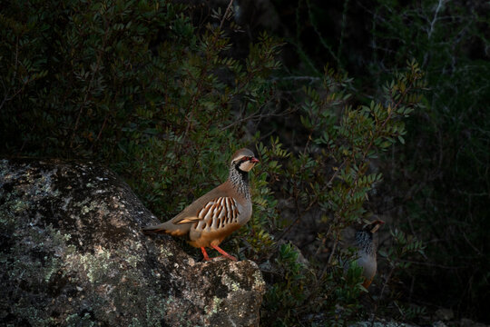A red-legged partridge in its natural habitat in Spain. The partridge remains on top of the stone.