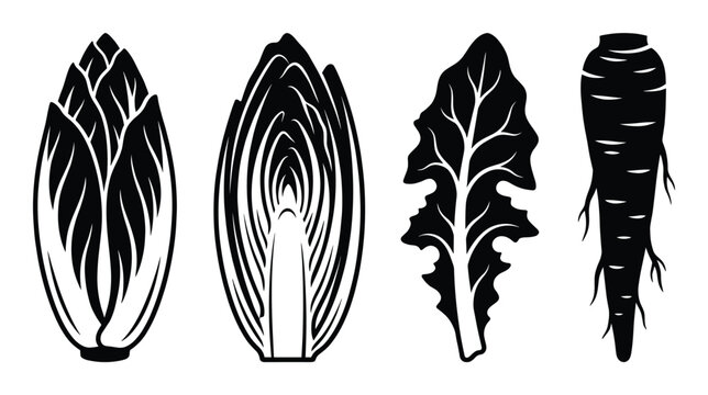 Chicory and endive leaves and root vector illustration isolated on transparent background