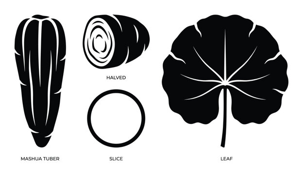 Mashua tuber and leaf, whole, halved, sliced, and cross-section views, isolated on transparent background.