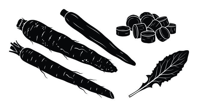 Salsify root vector collection featuring whole oyster plant tubers sliced rings and jagged edge leaf