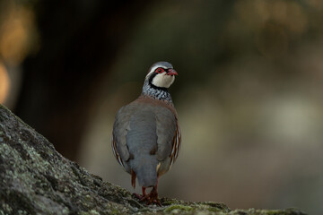 Obraz premium A red-legged partridge in its natural habitat in Spain. The partridge remains on top of the stone.