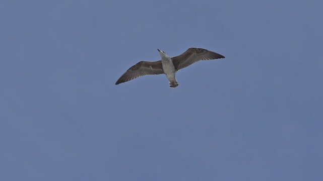 Eine M&ouml;ve (Laridae), im Flug, mit ausgebreiteten Fl&uuml;geln, im Hintergrund blauer Himmel, Seahouses, Northumberland, England, Gro&szlig;britannien
