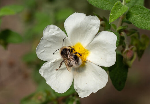 Bumblebee (Bombus cf. terrestris) pollinator insect on vegetation on Romeu mountain, Sagunto, Valencia, Spain.