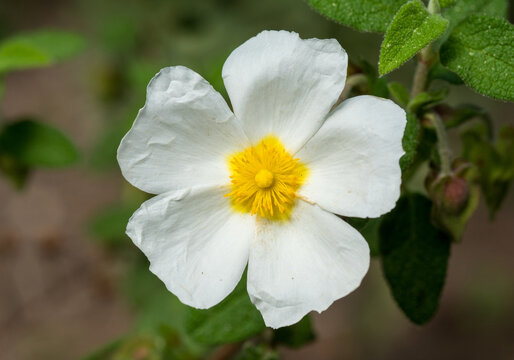 Sageleaf rockrose (Cistus salviifolius) Mediterranean plant in natural habitat on Sagunto, Valencia, Spain.