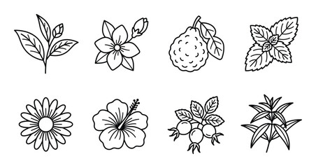 Aromatic tea and herb outline icon set including chamomile hibiscus rosehip mint and citrus fruit © GoDesigner
