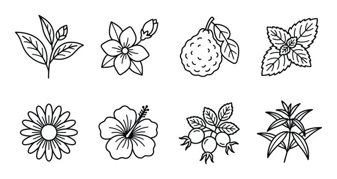 Aromatic tea and herb outline icon set including chamomile hibiscus rosehip mint and citrus fruit