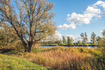 Fototapeta premium Nature along the bank of a Dutch river on a sunny day in the autumn season.