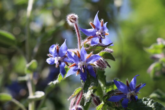 Close-up of borage flowers with fine hairs, some open and others still in bud, illuminated by sunlight against a soft green background.