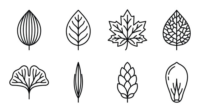 Botanical leaf collection with ginkgo maple birch and hop cone isolated on transparent background art