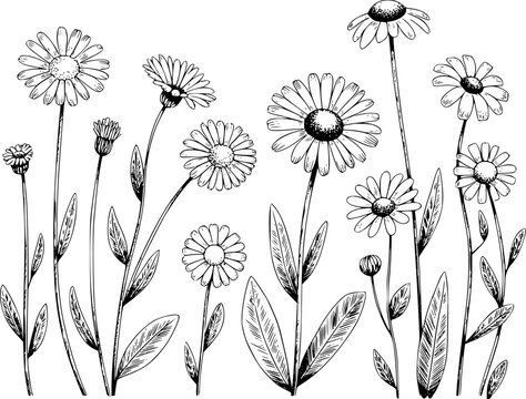 Hand drawn black and white of various daisy flowers and buds white background nature