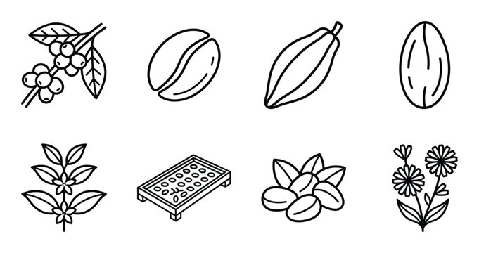 Coffee and cocoa production icons set featuring beans cherries tree branch and drying tray elements