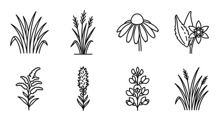 Collection of eight wild grass and flower line art icons with transparent background. Nature © GoDesigner