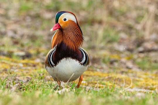 Close up portrait of an elegant colorful male mandarin duck walking in the green grass. Blurry background.