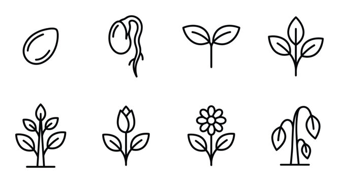 Plant growth cycle sequence icons showing seed germination seedling sprout and mature flowering plant