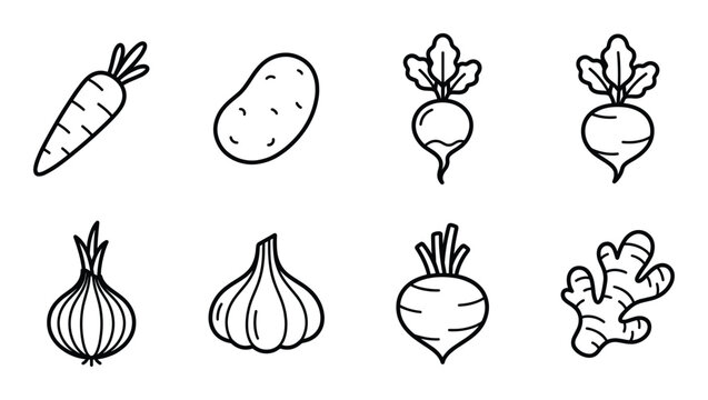 Root vegetable line art set carrot potato onion garlic beet ginger and radish illustrations.