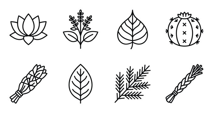 Sacred plants line icons set with lotus flower cactus sage bundle and aromatic medicinal herb leaves