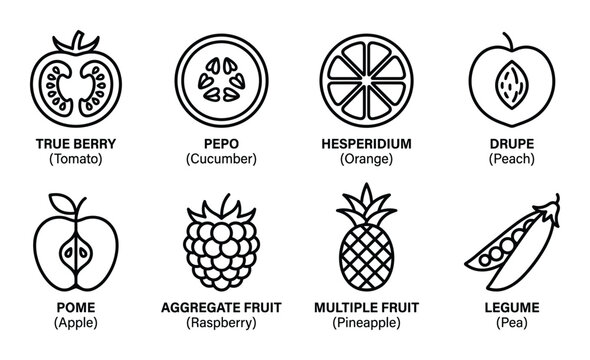 Set of fruit types outline icon. vector black and white sketch for label packaging