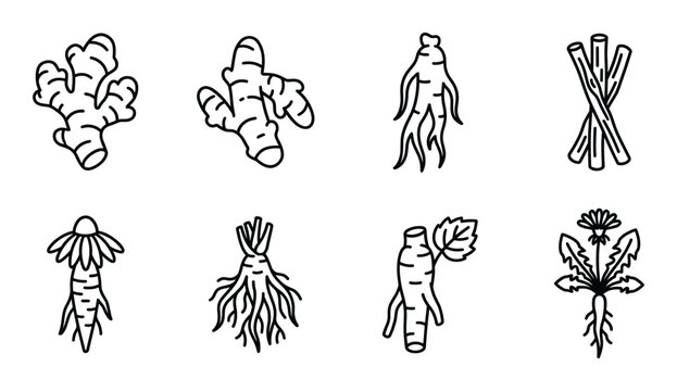 Set of medicinal root outline icon. vector black and white sketch for label packaging