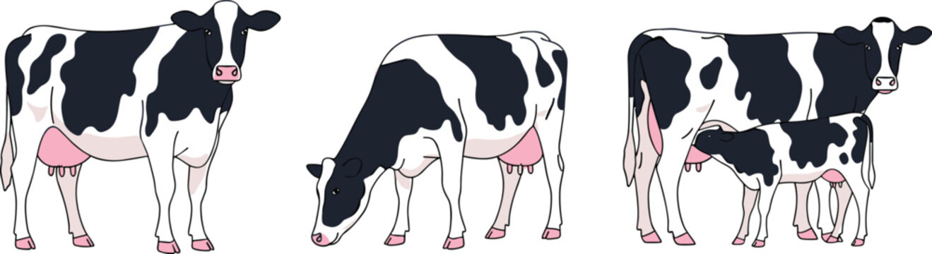 Illustration of Holstein cows with black and white markings, including standing cow, grazing cow, and nursing calf, representing dairy farming, livestock artwork, and agricultural animal design