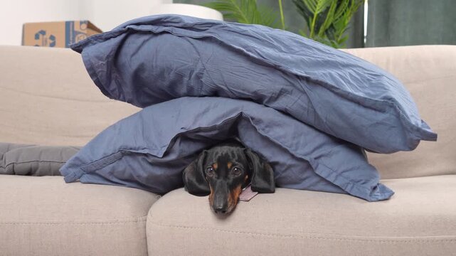 dachshund dog peek out from under pile of crumpled blue pillows on a beige sofa with big scared worried eyes, creating a relatable anxious hiding pet behavior concept in a cozy home interior setting