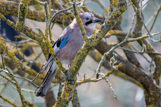 Jay with Twig