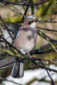 Jay with Twig