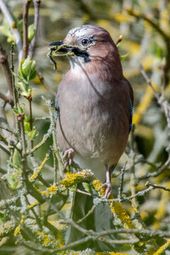Jay with Twig