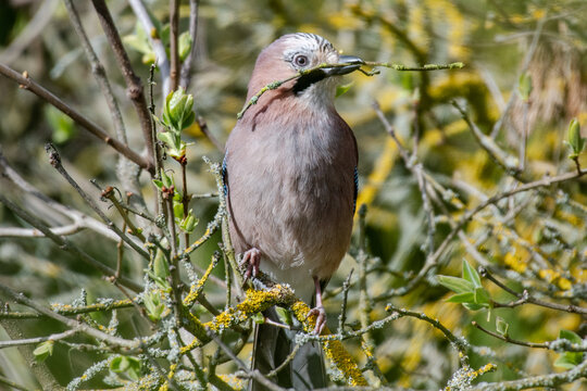 Jay with Twig