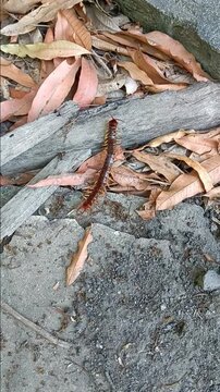Giant Centipede at The House