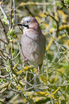 Jay with Twig
