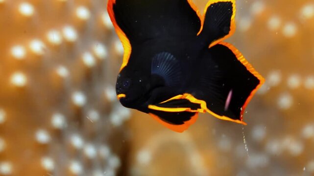 Juvenile Pinnate Batfish Hovering with Flowing Ribbon Fins