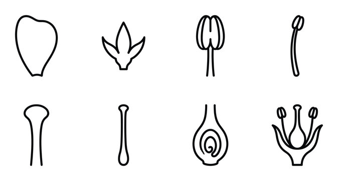 Set of botanical diagram icons showing flower parts including petal stamen pistil and ovule isolated