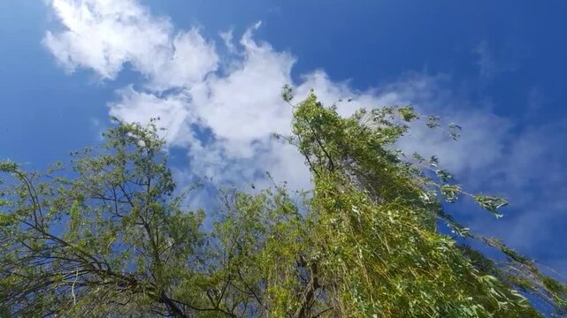 Wolken ziehen am blauen Himmel, Baum
