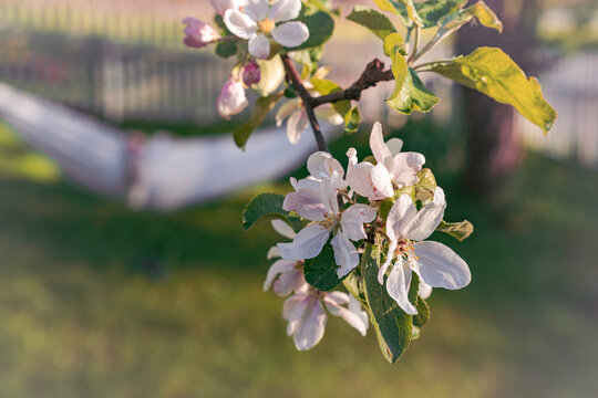 apple bloom in the garden