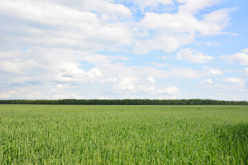 Fototapeta premium Vast Green Field of young wheat grass with Tree Line and Cloudy Sky