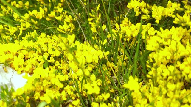 Close-up of blooming Genista lydia with yellow flowers beside rough limestone rock. Represents drought-resistant adaptation, Balkan endemic flora, xerophytic plant, and karst ecosystem resilience.