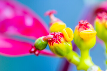 Euphorbia pulcherrima pertenece a la familia Euphorbiaceae. © CarlosHerreros
