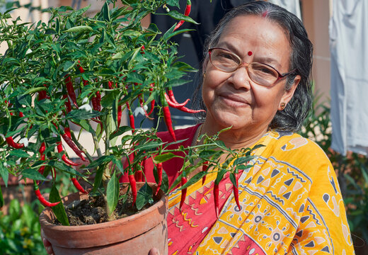 traditionally dressed aged Indian bengali woman looking at camera, holding potted chilli plants (Capsicum annuum) in her rooftop garden. She looks happy, as the plant has bumper harvest. 