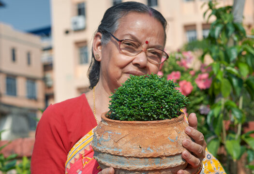 portrait of a happy looking aged woman holding potted table kamini plant (Murraya Paniculata). Traditionally dressed  simple looking bengali woman proudly standing in lush rooftop garden.
