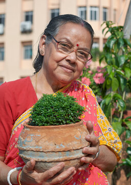 portrait of a happy looking aged woman holding potted table kamini plant (Murraya Paniculata). Traditionally dressed  simple looking bengali woman proudly standing in lush rooftop garden.