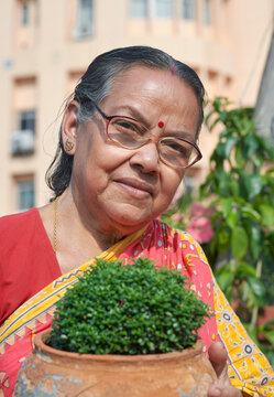 portrait of a happy looking aged woman holding potted table kamini plant (Murraya Paniculata). Traditionally dressed  simple looking bengali woman proudly standing in lush rooftop garden.