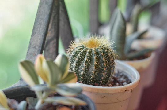 parodia cactus (Parodia magnifica), small, spherical to cylindrical, slow-growing succulents known for dense, colorful spines and vibrant spring / summer flowers. They are native to South America.
