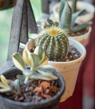 parodia cactus (Parodia magnifica), small, spherical to cylindrical, slow-growing succulents known for dense, colorful spines and vibrant spring / summer flowers. They are native to South America.
